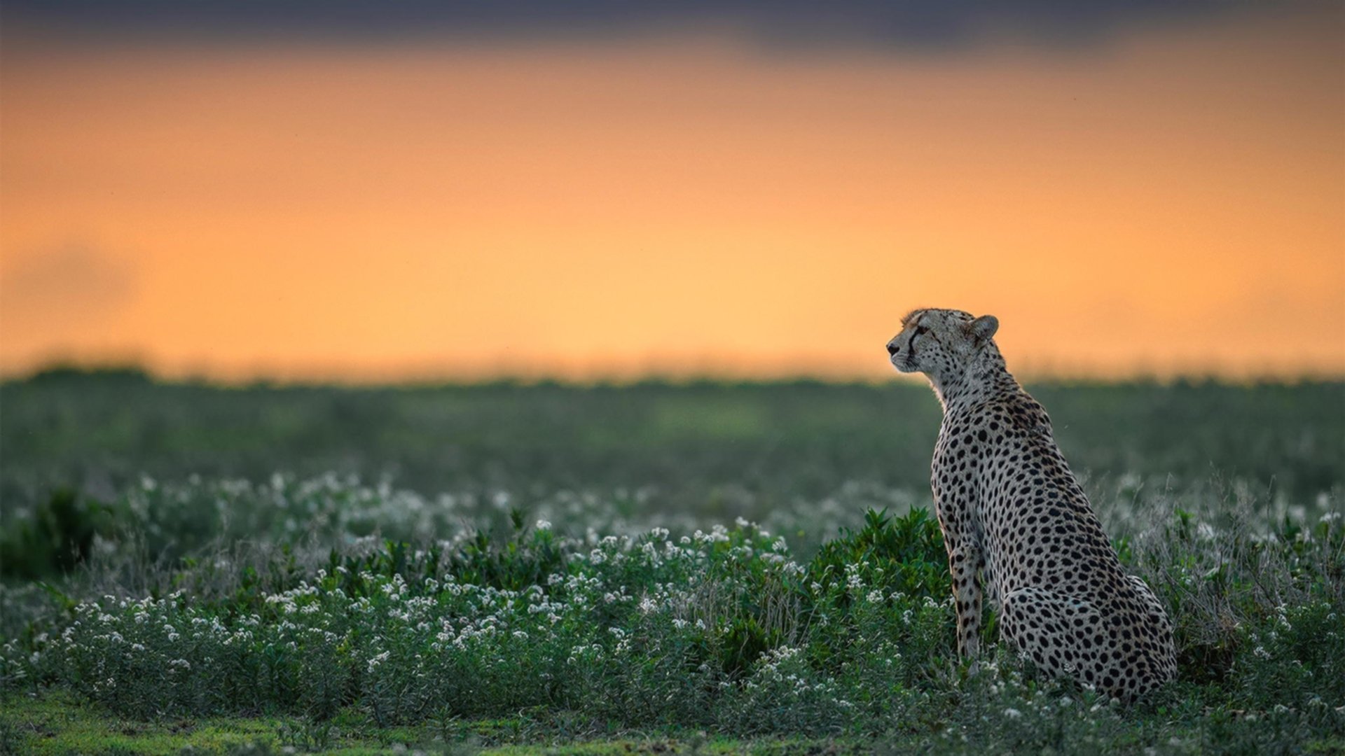 “法甲争冠激烈，压力之下豪门表现不俗”，法甲竞争激烈